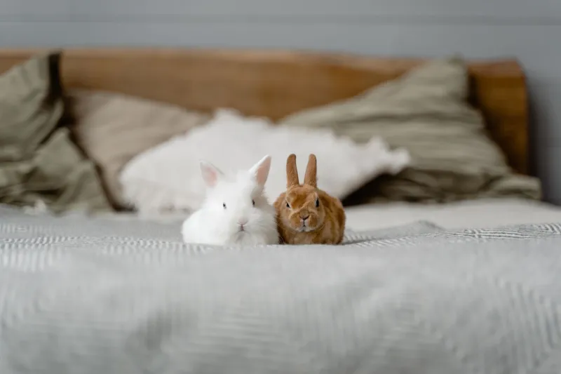 Du clapier médiéval au canapé moderne : l'incroyable odyssée du lapin domestique