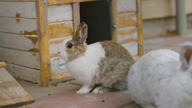 Clapiers de rêve : quand les Français bâtissent des palais pour leurs lapins