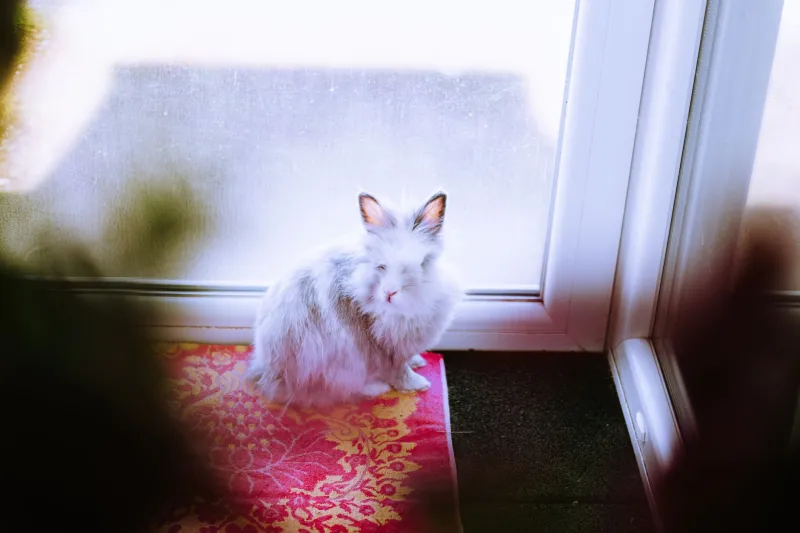Cogito, ergo sum… lapin : si Descartes et Camus avaient eu un clapier