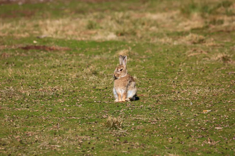 Le grand silence du lapin : et si les oreilles dressées cachaient le plus vieux philosophe du monde ?