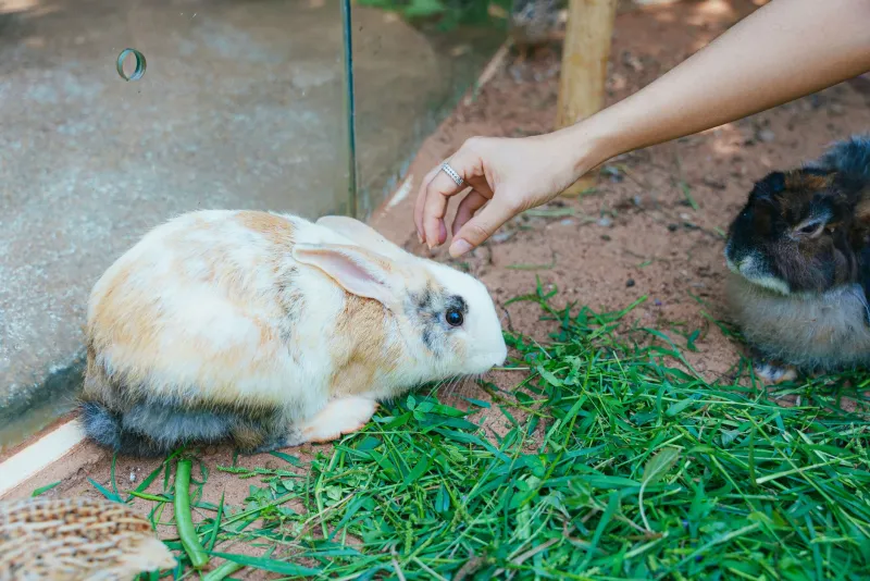 Floppy prend le TGV : le guide complet des vacances en France avec son lapin
