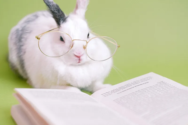 Ces petits génies à fourrure : ce que les chercheurs ont mis des décennies à admettre sur les lapins
