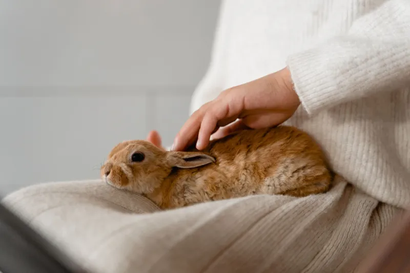 Quand mon lapin refuse de bouger : comprendre et apprivoiser l'anxiété de nos petites boules de poils