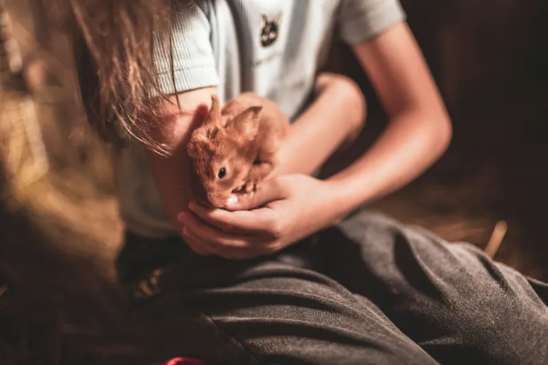 Mignonnette dans le salon, civet dans la cocotte : la grande schizophrénie française face au lapin
