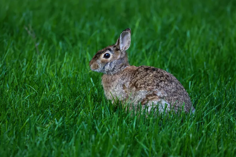 Opération jardin : quand Floppy s'échappe et rencontre ses cousins sauvages