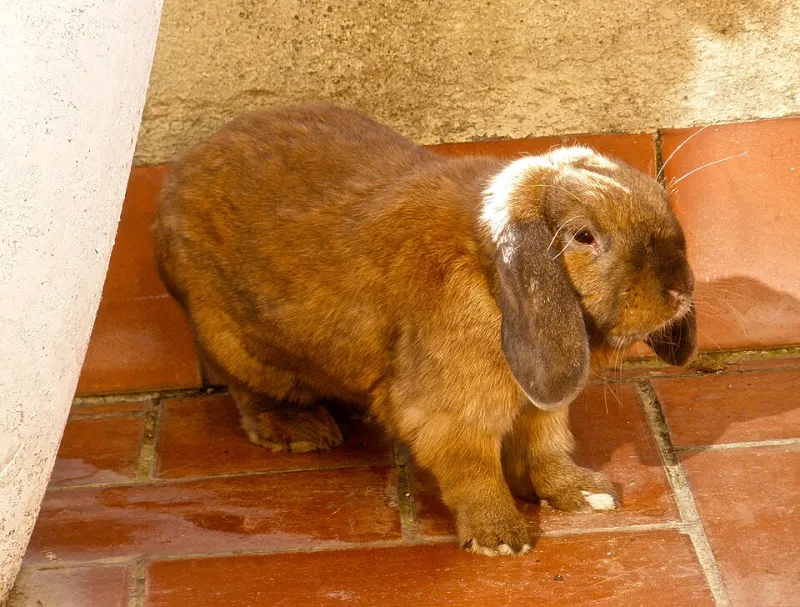 Du muguet aux feuilles mortes : le lapin, gardien secret du calendrier français