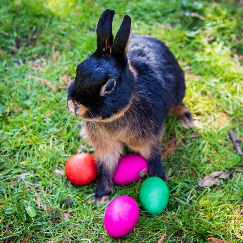 Du terrier au symbole : comment le lapin est devenu la créature magique de nos légendes européennes