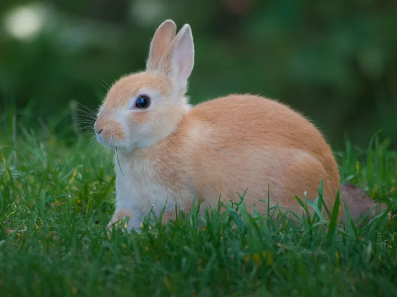 Pelage vert et pattes dans la terre : comment le lapin est devenu le symbole inattendu de l'agriculture de demain