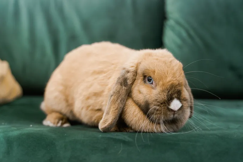Mon lapin a mangé mes écouteurs (et mon cœur) : bienvenue dans la France des lapins de compagnie
