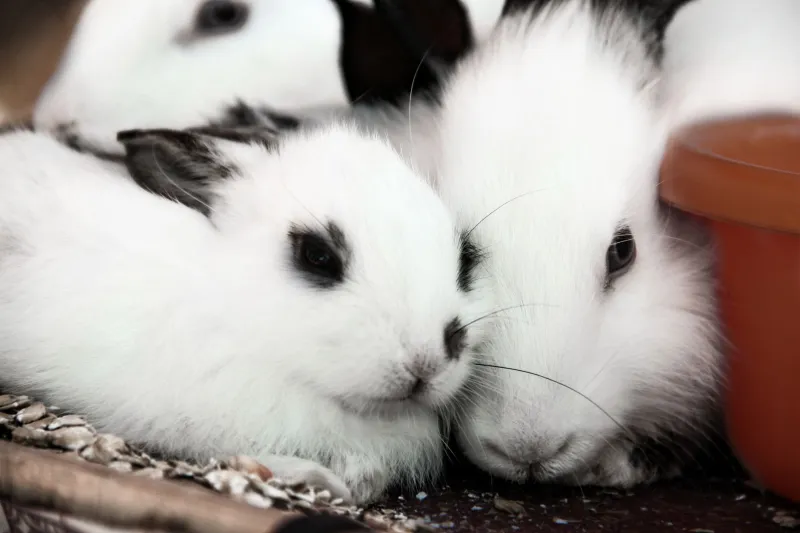 Fourrure, prestige et carottes en or : plongée dans l'univers délirant des lapins de race