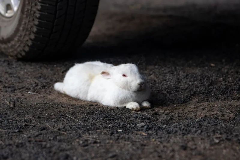 Maître Lapin et l'art de ne rien faire : leçons de sagesse à portée de clapier