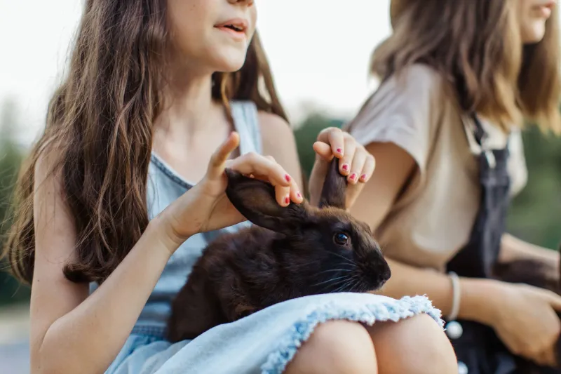 Petites pattes, grands actes : ces lapins qui ont véritablement changé le cours de l'histoire