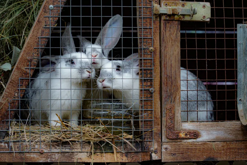 Les trésors oubliés : ces races de lapins français qui méritent qu'on se souvienne d'elles