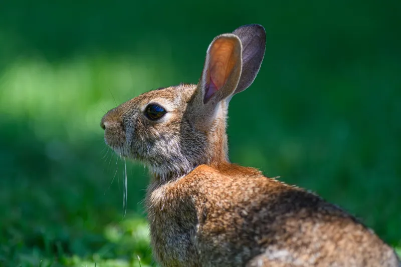 Agent secret à fourrure : les superpouvoirs sensoriels que votre lapin vous cache
