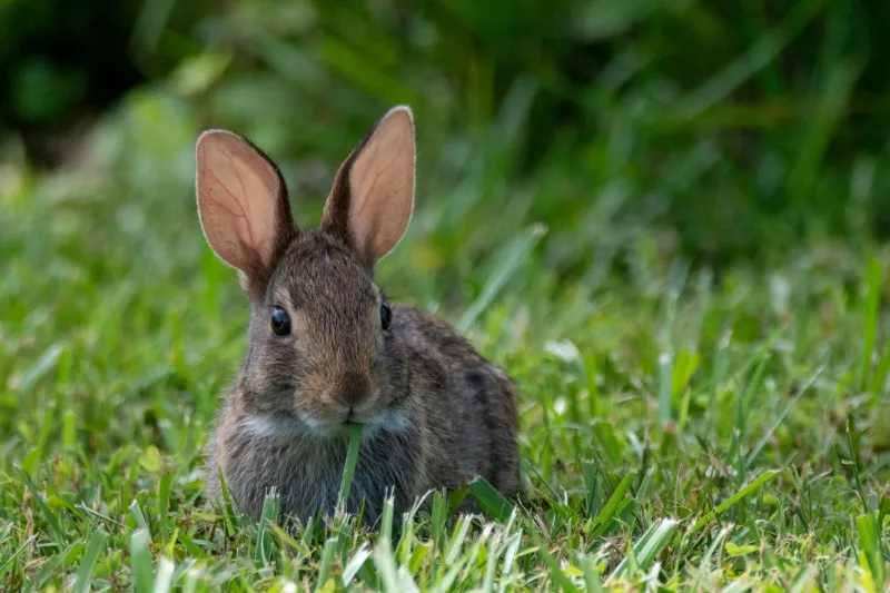 Concert privé à quatre pattes : plongée dans l'univers sonore secret de votre lapin